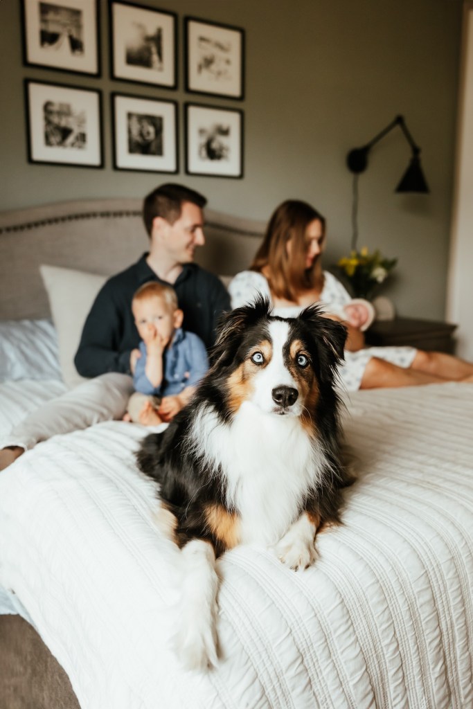 A dog peers at the camera at the foot of his parent's bed while the family is in the background.