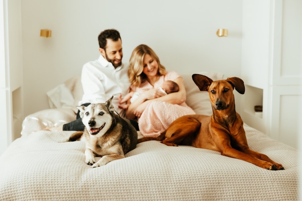 Two dogs sit on the bed with mom and dad looking at their newborn baby in mom's arms.