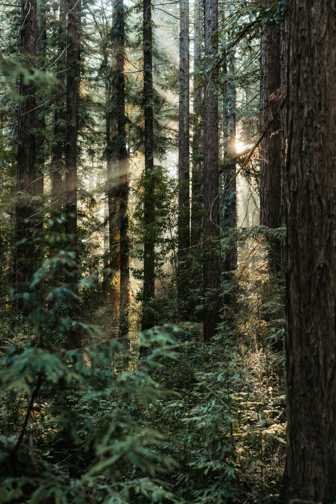 Sunlight spills through the redwood trees in Oakland, California.